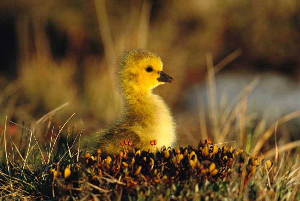 Canada Goose gosling, Churchill, Manitoba, Canada