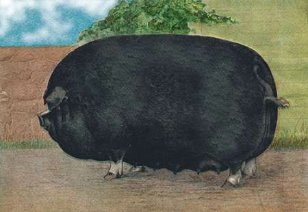 Pigs and Pork: Champion Sow