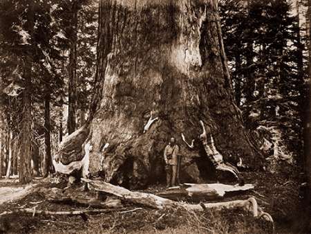 The Grizzly Giant - 33 feet diameter - with Galen Clark, MariVintagea Grove, Yosemite, California,