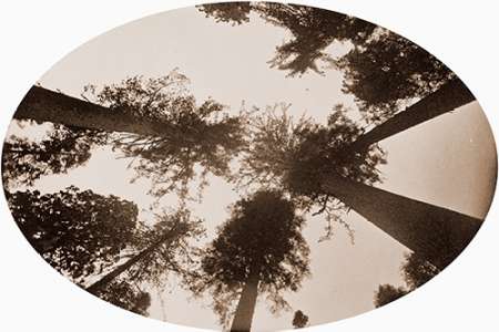 Among The Tree Tops Calaveras Grove