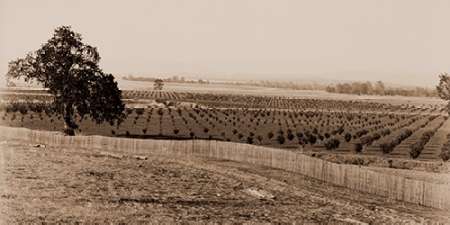Young Orchard, Palermo, Butte County, California, 1888-1891