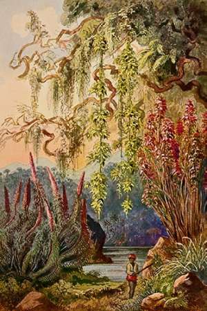Nillu-Busche und Hangebambusen Hochland von Ceylon