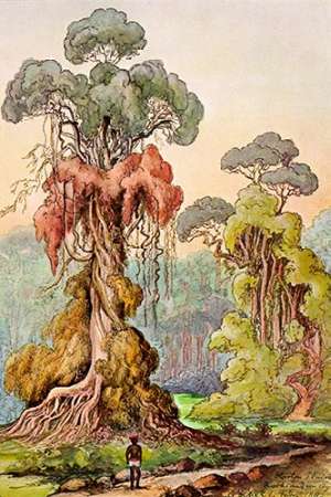 Lianen-Mantel an Saulenbaumen Hochland von Ceylon