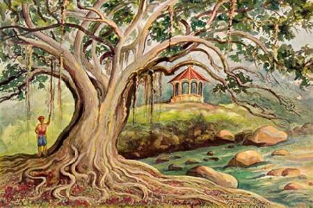 Gummibaum auf Java Ficus elastica in Buitenzorg