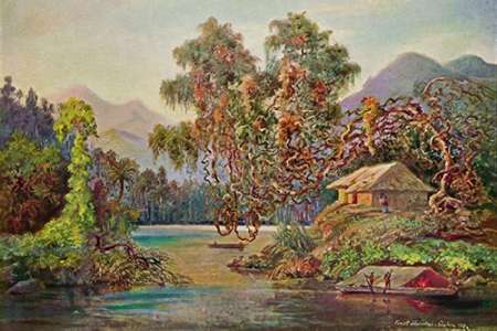 Aralien mit Lianen am Schwarzen Flusse (Ceylon)