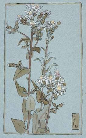 Aster on Green Ground