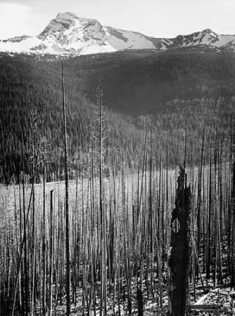 Burned Area, Glacier National Park, Montana - National Parks and Monuments, 1941