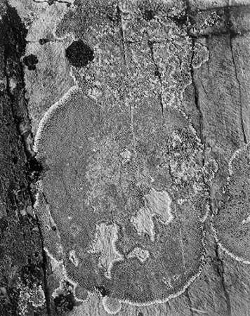 Lichons, Glacier National Park, Montana - National Parks and Monuments, 1941