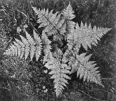 Ferns, Glacier National Park, Montana - National Parks and Monuments, 1941