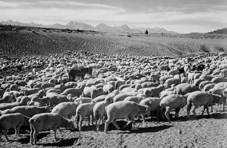 Flock in Owens Valley - National Parks and Monuments, 1941