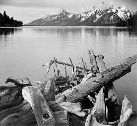 Driftwood on shore of Jackson Lake, with Teton Range in background, Grand Teton National Park, Wyomi