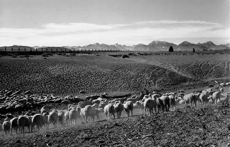 Flock in Owens Valley, California, 1941