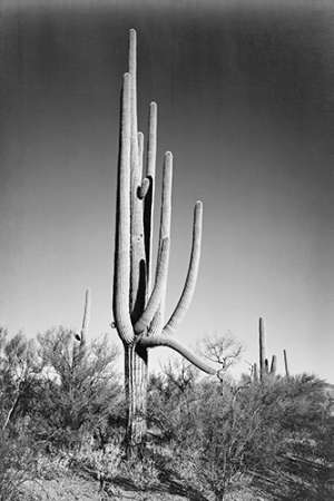 Full view of cactus and surrounding shrubs, In Saguaro National Monument, Arizona, ca. 1941-1942