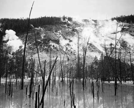 Barren trunks in water near steam rising from mountains, Roaring Mountain, Yellowstone National Park