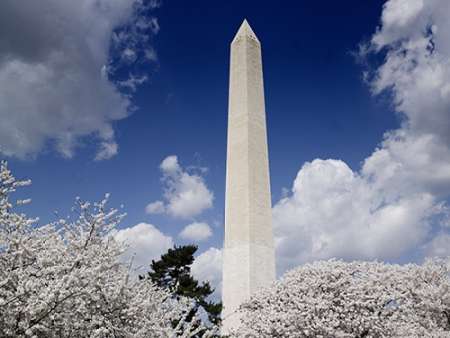 Washington Monument and cherry trees, Washington, D.C.
