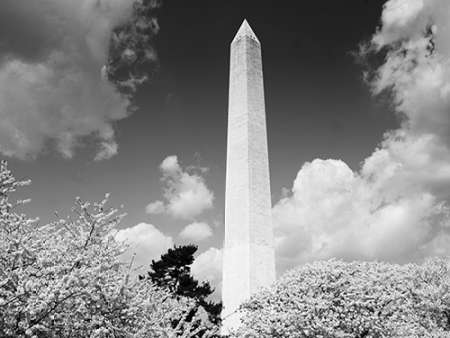 Washington Monument and cherry trees, Washington, D.C. - Black and White Variant