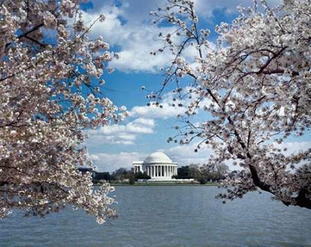 Jefferson Memorial with cherry blossoms, Washington, D.C. - Vintage Style Photo Tint Variant