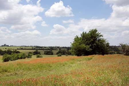 A field of wildflowers near Chappel Hill in Austin County, TX, 2014