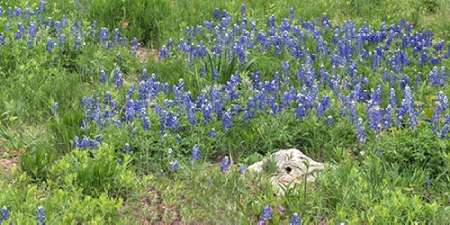 Bluebonnets at the Lady Bird Johnson Wildflower Center, near Austin, TX