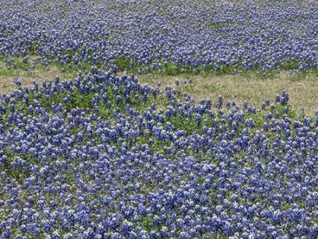 A profusion of Bluebonnets, in a field in Boerne, TX