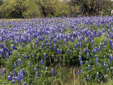 A pretty field of bluebonnets near Marble Falls, TX
