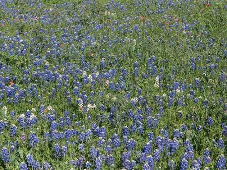 Bluebonnets, Fredericksburg, TX