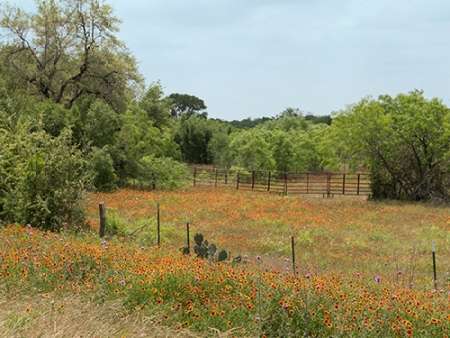 Field of wildflowers in Gonzales County, TX