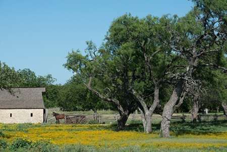 Horse on a meadow in the Lyndon B. Johnson National Historical Park in Johnson City, TX