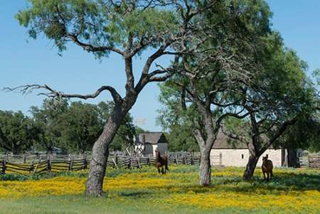 Horses gallop toward the camera in a wildflower-rich National Park Service meadow in Johnson City, T