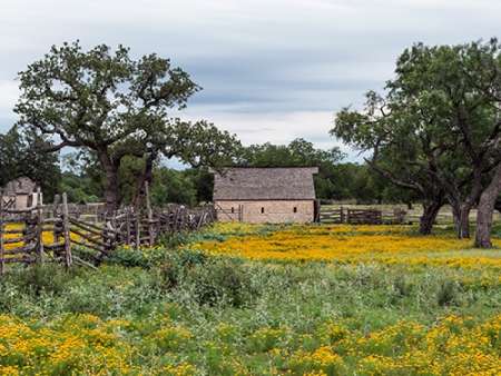 Vivid field of wildflowers in the Lyndon B. Johnson National Historical Park in Johnson City, TX