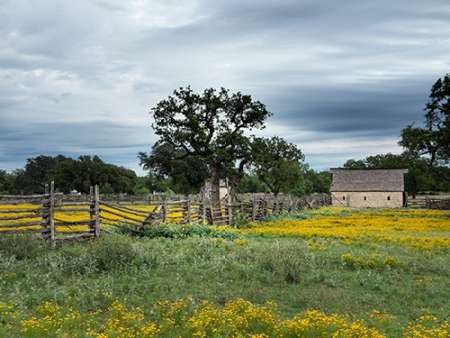 A beautiful wildflower array in a meadow in Johnson City, TX