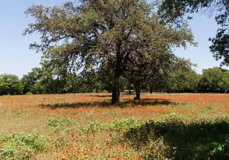 Shade trees and wildflowers on the LBJ Ranch, near Stonewall in the Texas Hill Country