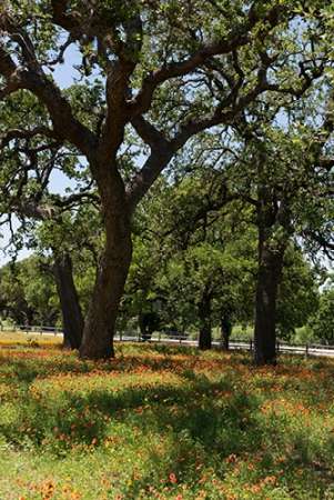 Shade trees and wildflowers on the LBJ Ranch, near Stonewall in the Texas Hill Country