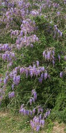 Spring flowers in Big Thicket National Preserve