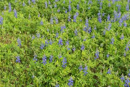 Spring flowers in Big Thicket National Preserve