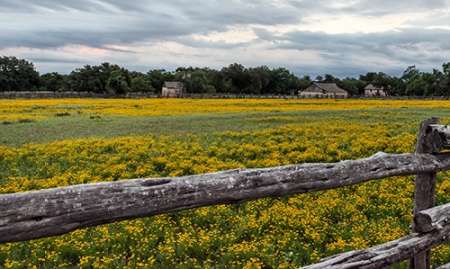 Vivid field of wildflowers in the Lyndon B. Johnson National Historical Park in Johnson City, TX