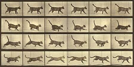 Motion Study: Running Cat