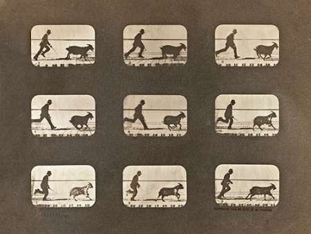 Motion Study: Man Chasing A Goat