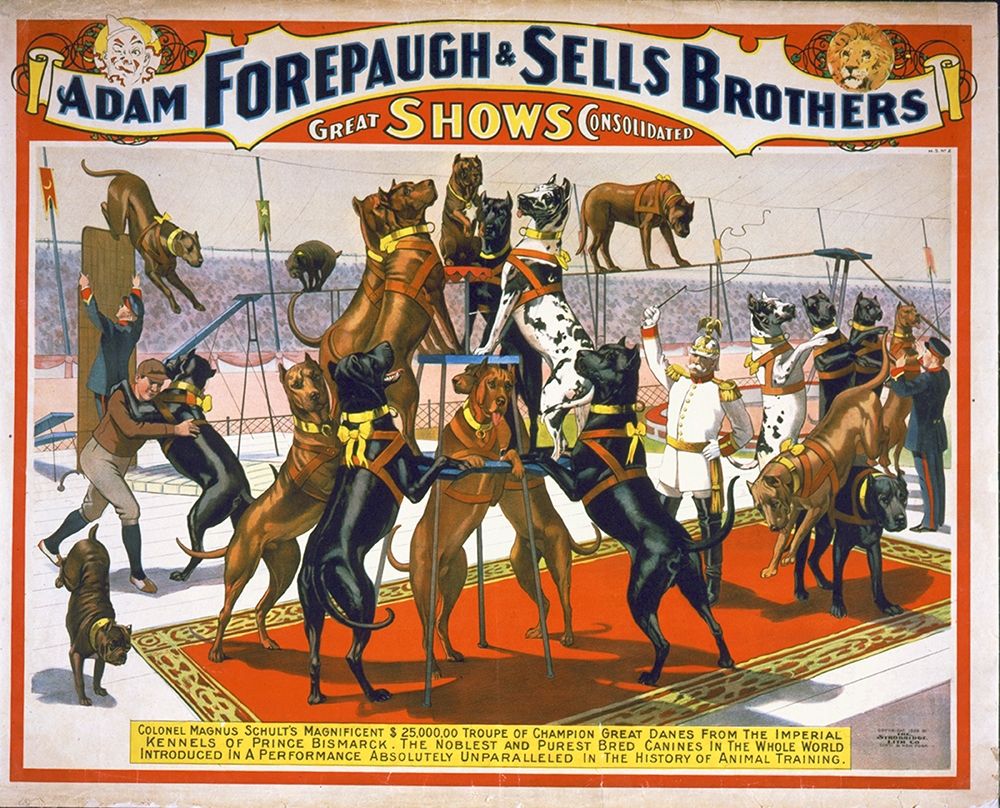 Adam Forepaugh And Sells Brothers Champion Great Danes