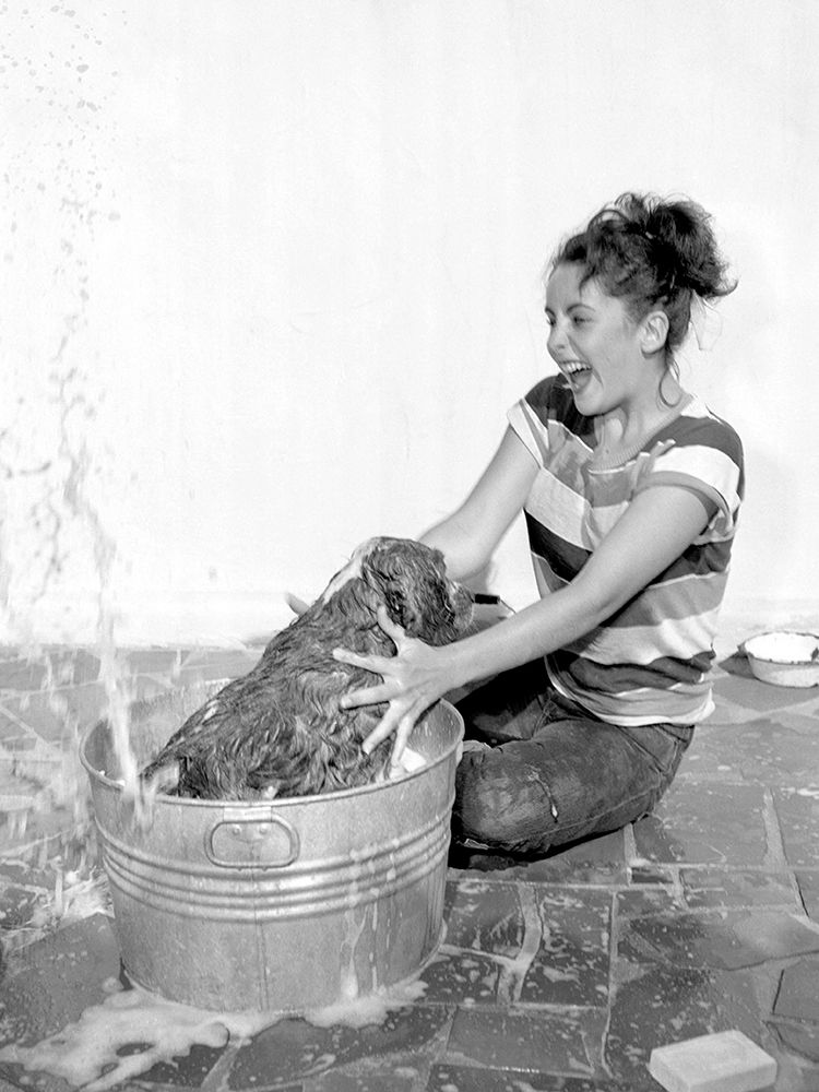 Elizabeth Taylor washing a dog