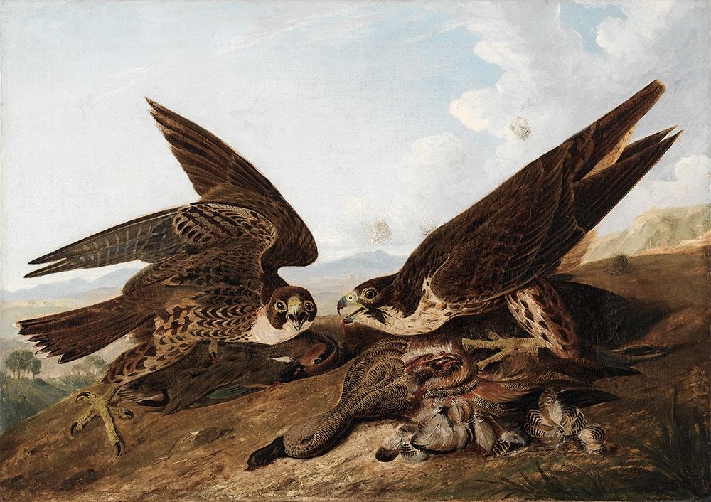 Peregrine Falcons