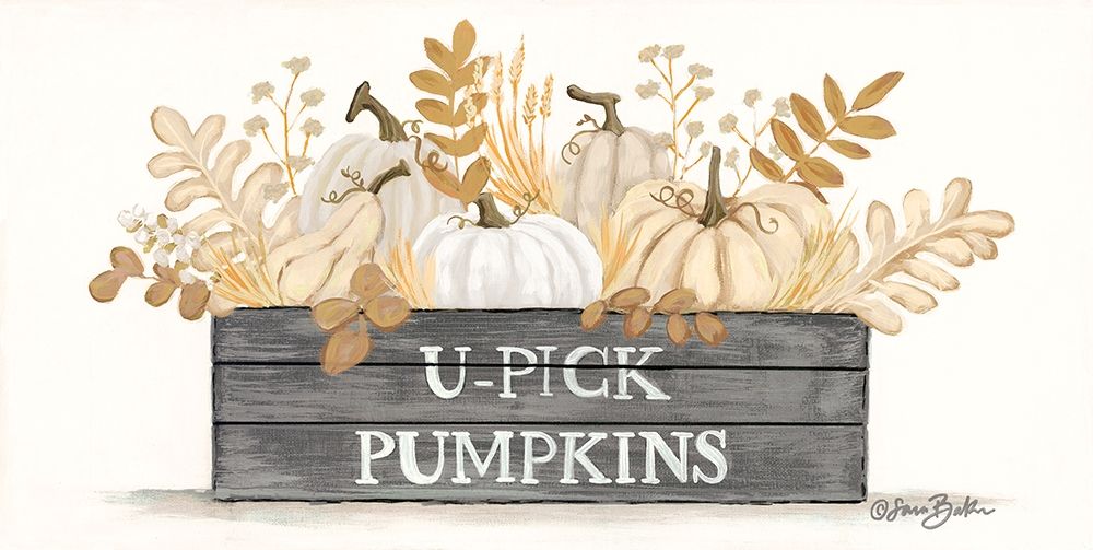 U-Pick Pumpkins