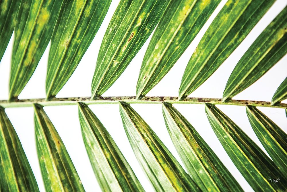 Leaf Study I