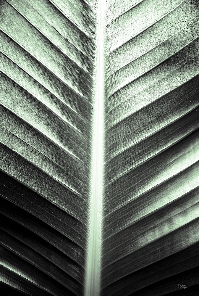 Leaf Lines