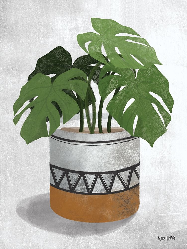 Monstera Plant