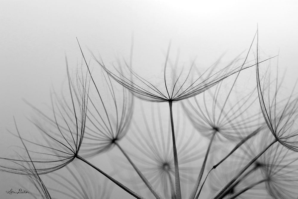 Love is a Delicate Flower