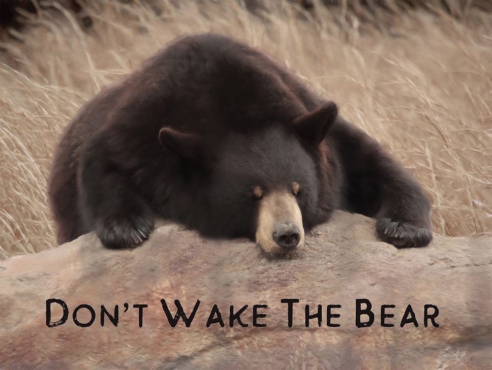 Dont Wake the Bear