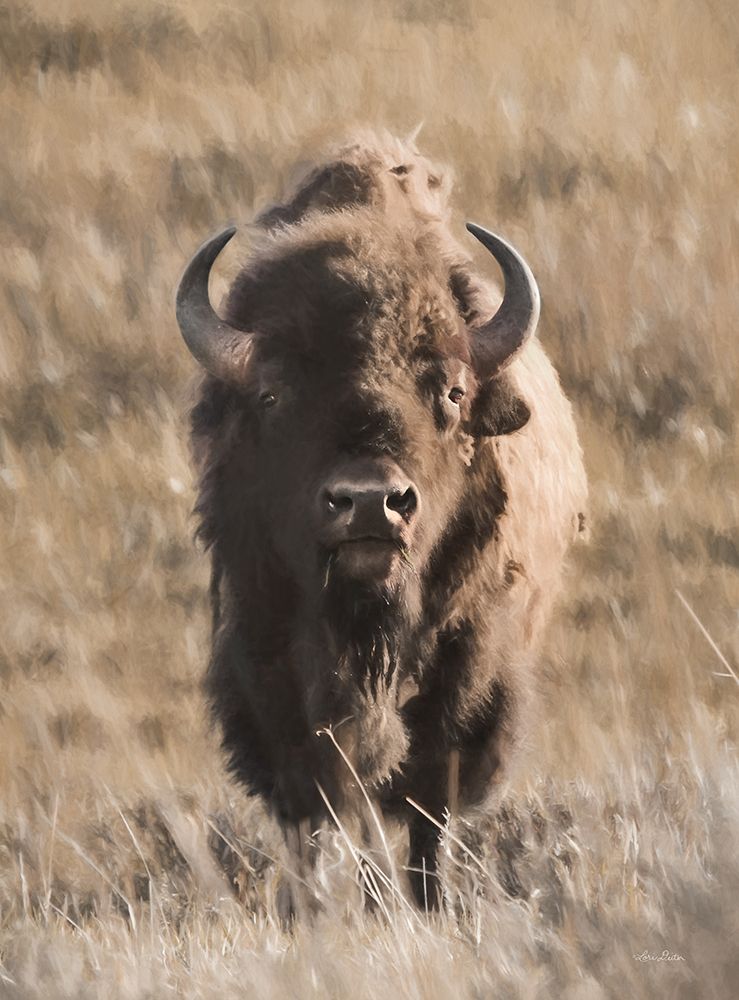 Yellowstone Bison