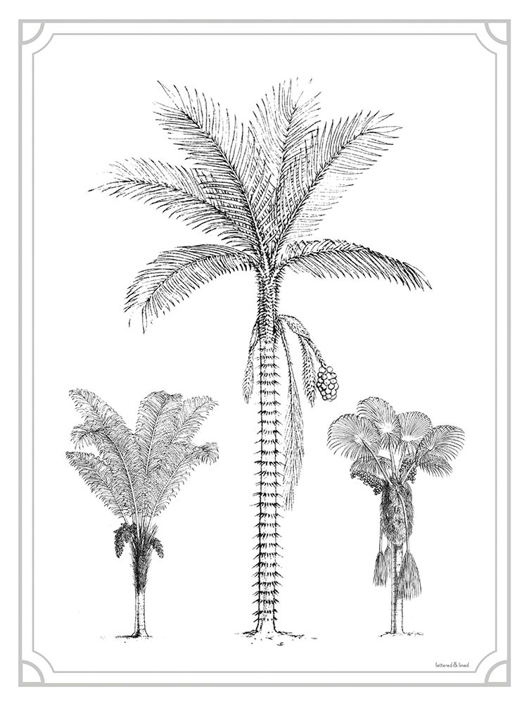 Palm Trio