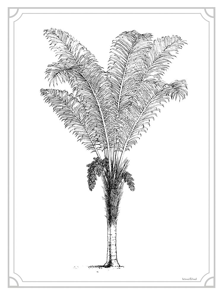 Timeless Palm